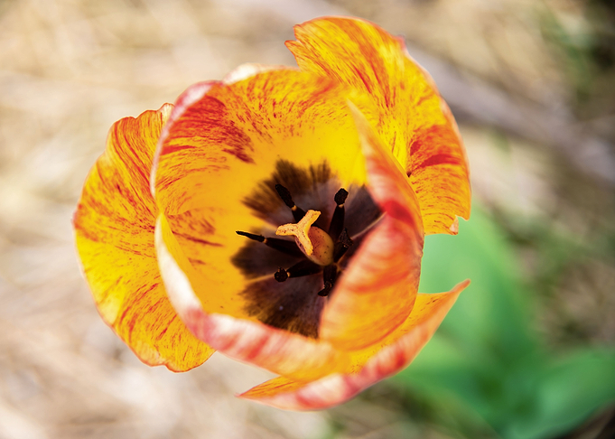 Magnificent tulips