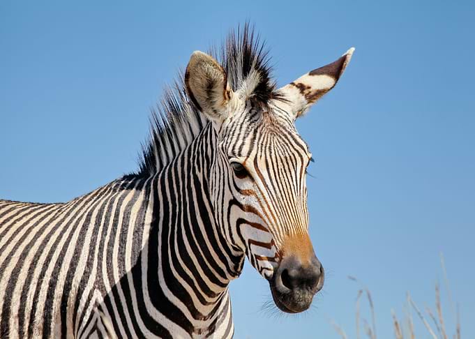 Mountain Zebra 5091