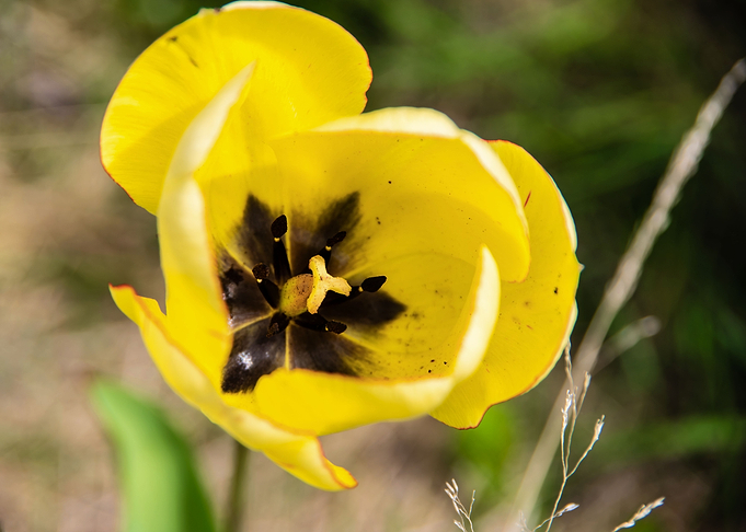 Magnificent tulips