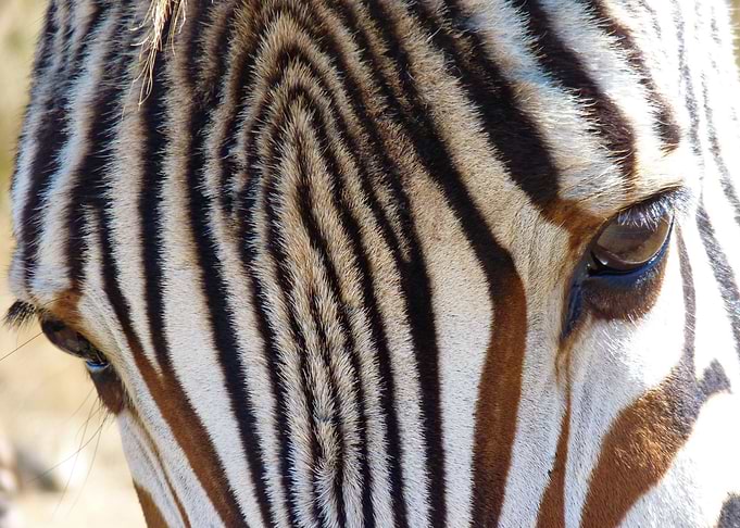 Zebra Look 1110747