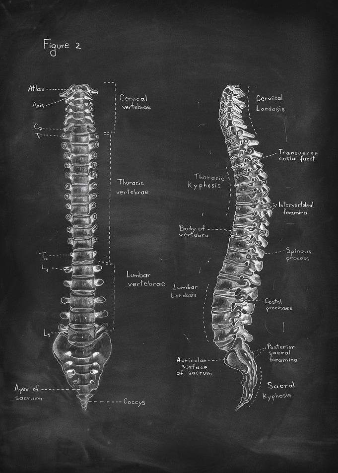 Spine anatomy on chalkboar