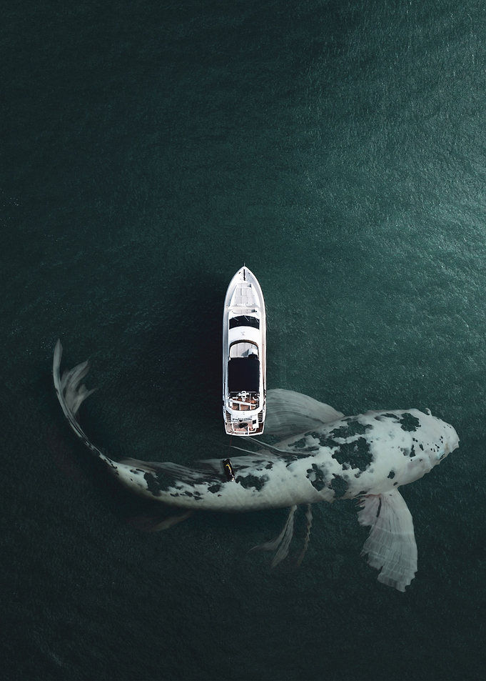 huge fish