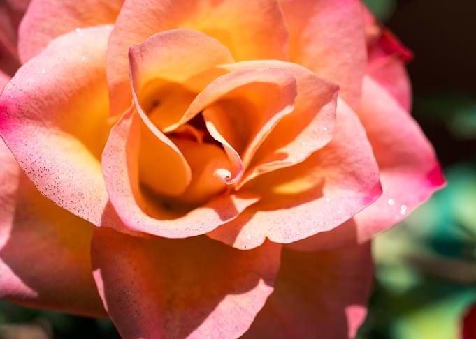 Glittering pink roses