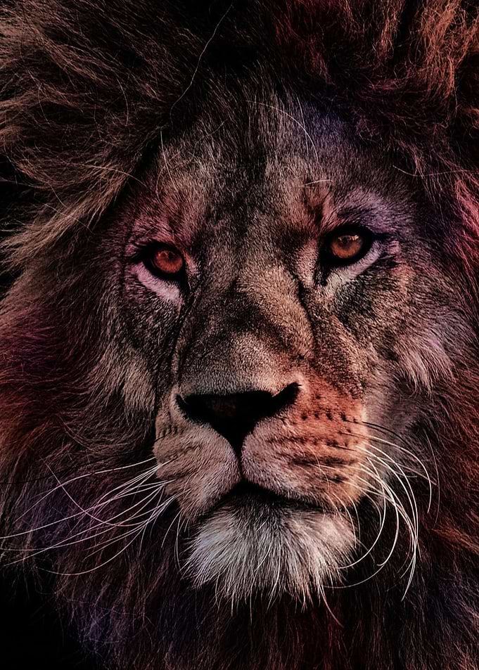 The Lion