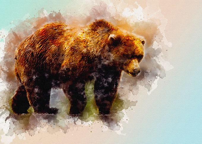 Brown Bear