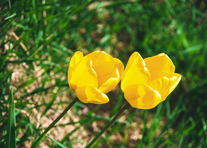 Magnificent tulips