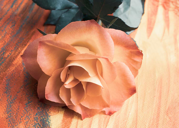 Glittering pink roses