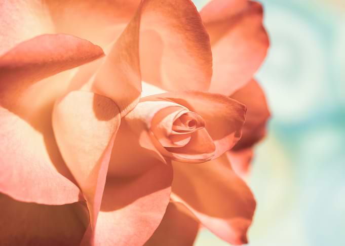 Glittering pink roses