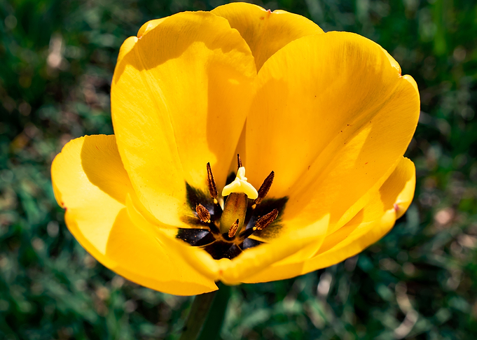 Magnificent tulips