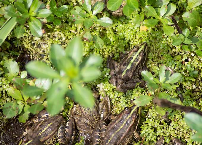 Frogs in swamp