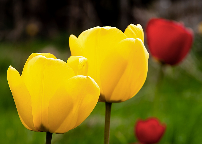 Magnificent tulips