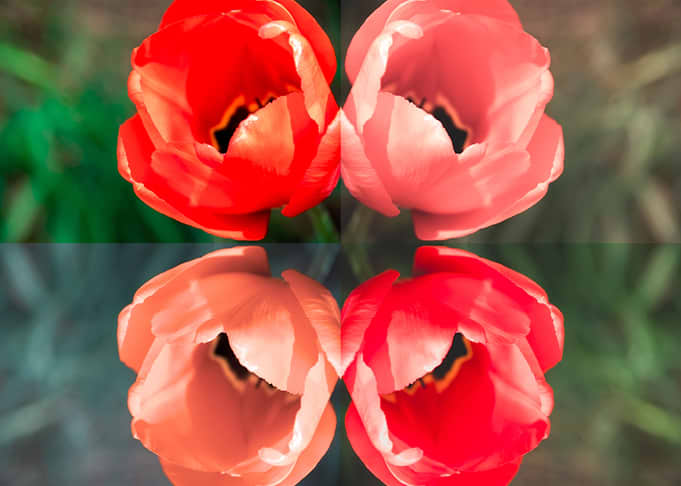 Magnificent tulips