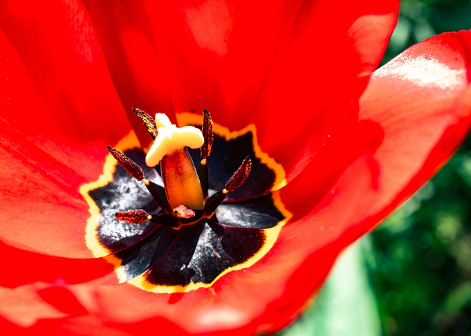 Magnificent tulips