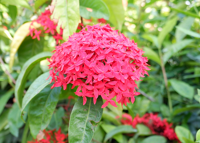 Beautiful Red Flower