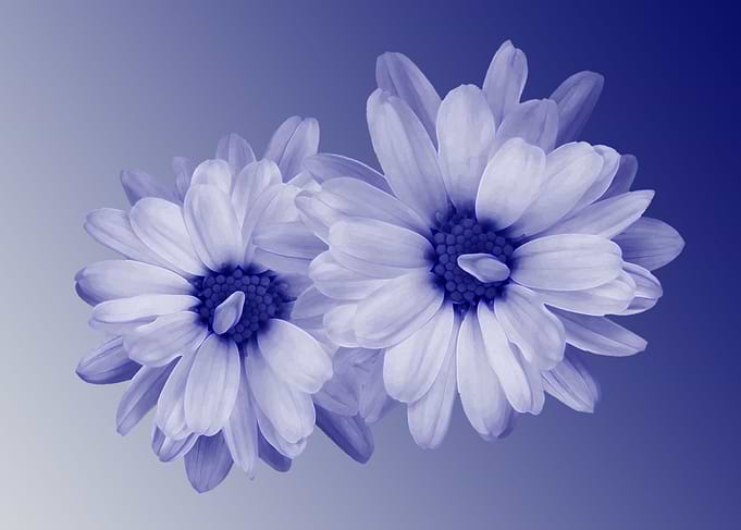 twisted blue petals