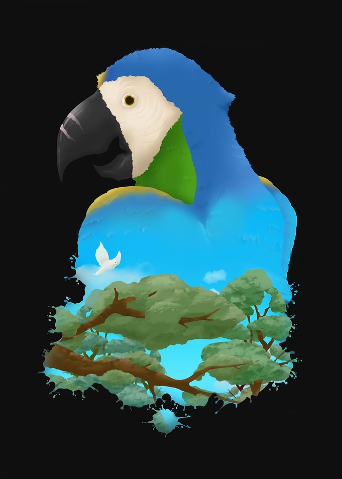 Panama Parrot