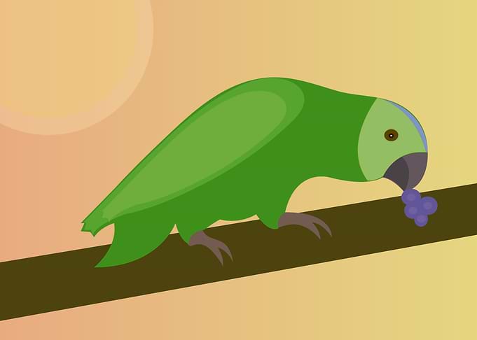 Nice Parrot