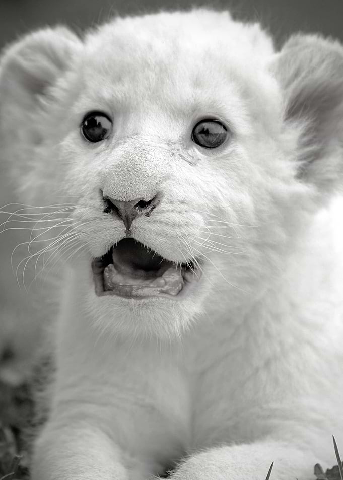 best photography of a lion