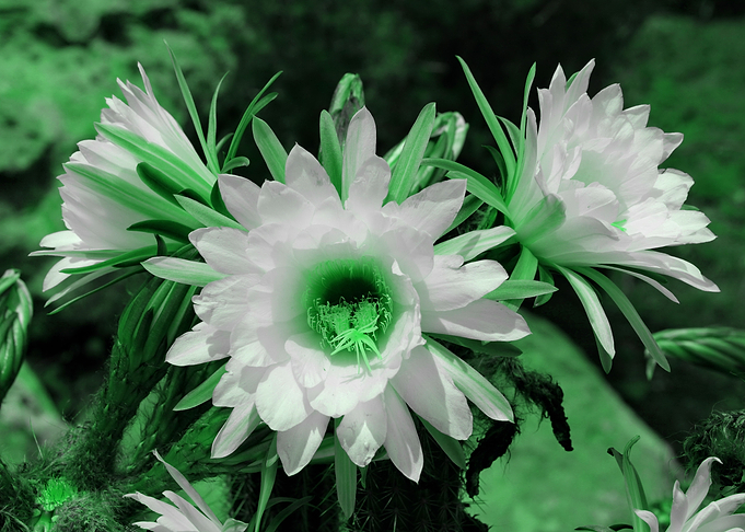 Cactus Flowers green 1389