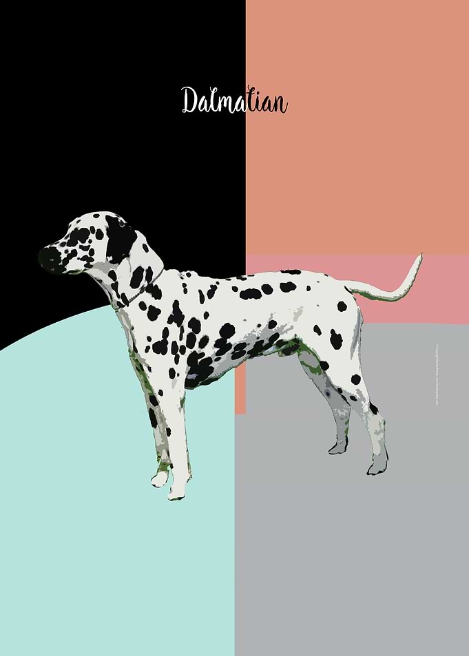 Dalmatian