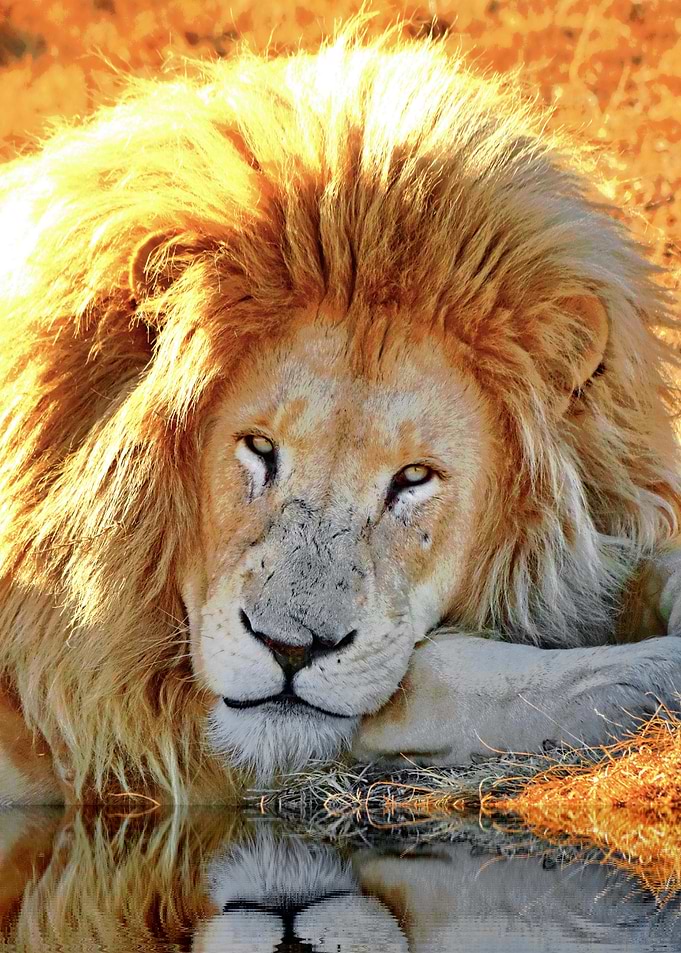 Lion Portrait Art 919