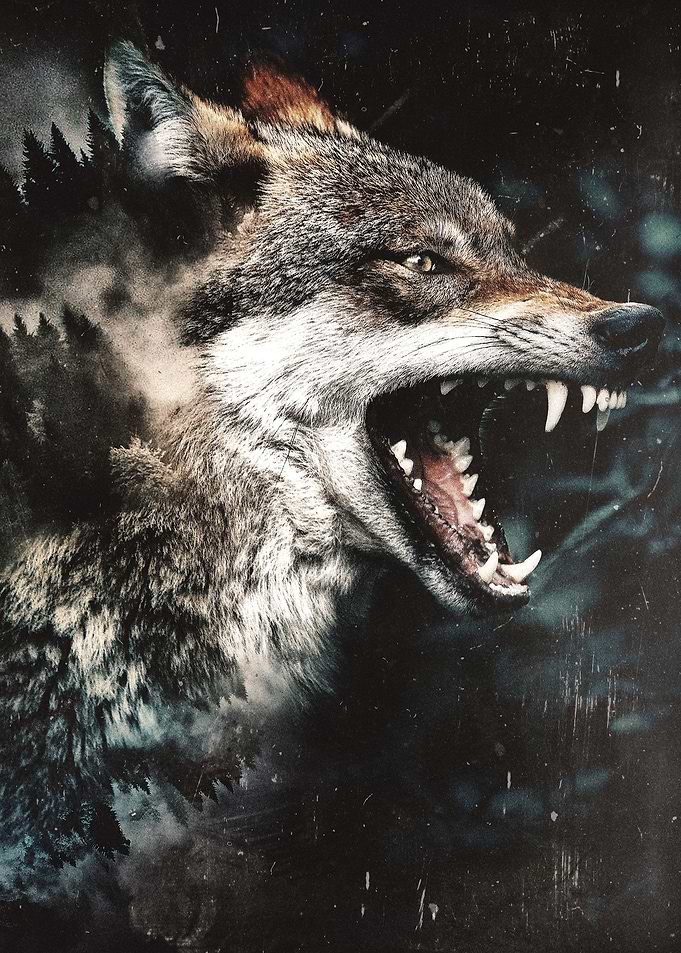 North Wolf