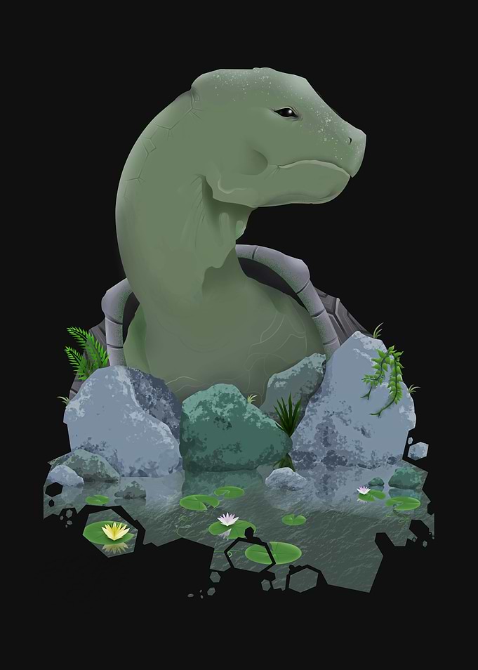 Wetlands Tortoise