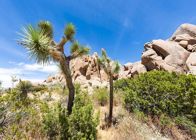 Idyllic desert scenery