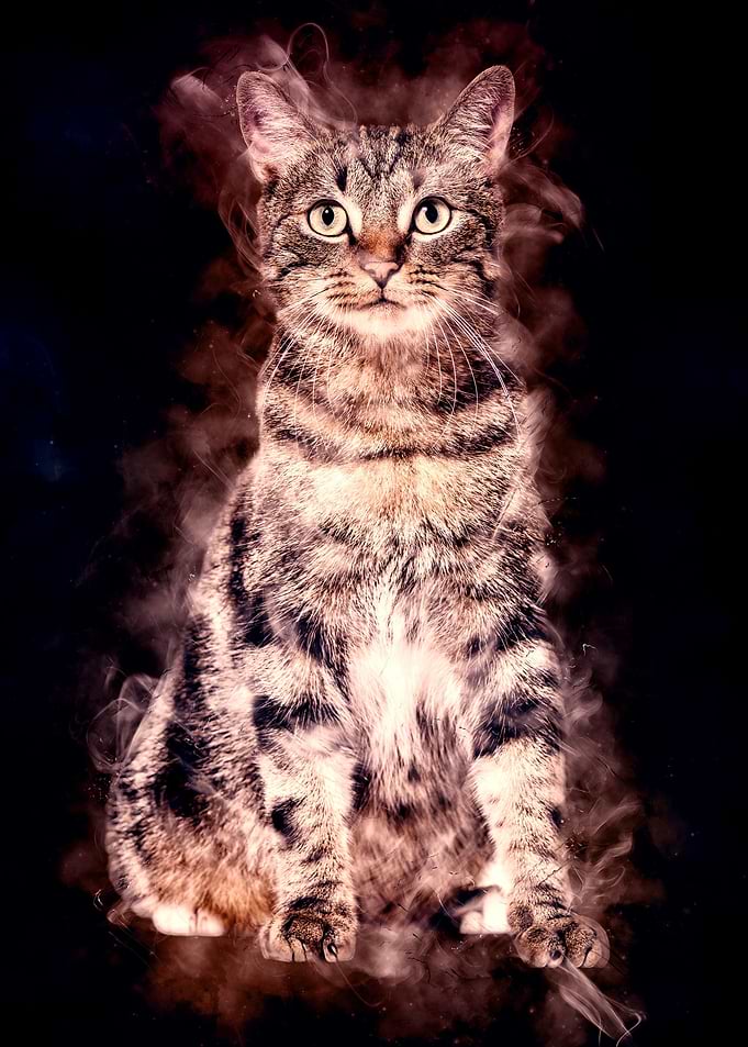 Domestic Cat Aura Eighteen