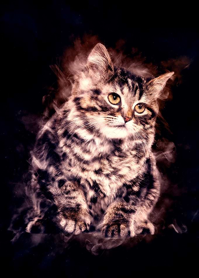 Domestic Cat Aura Seventee