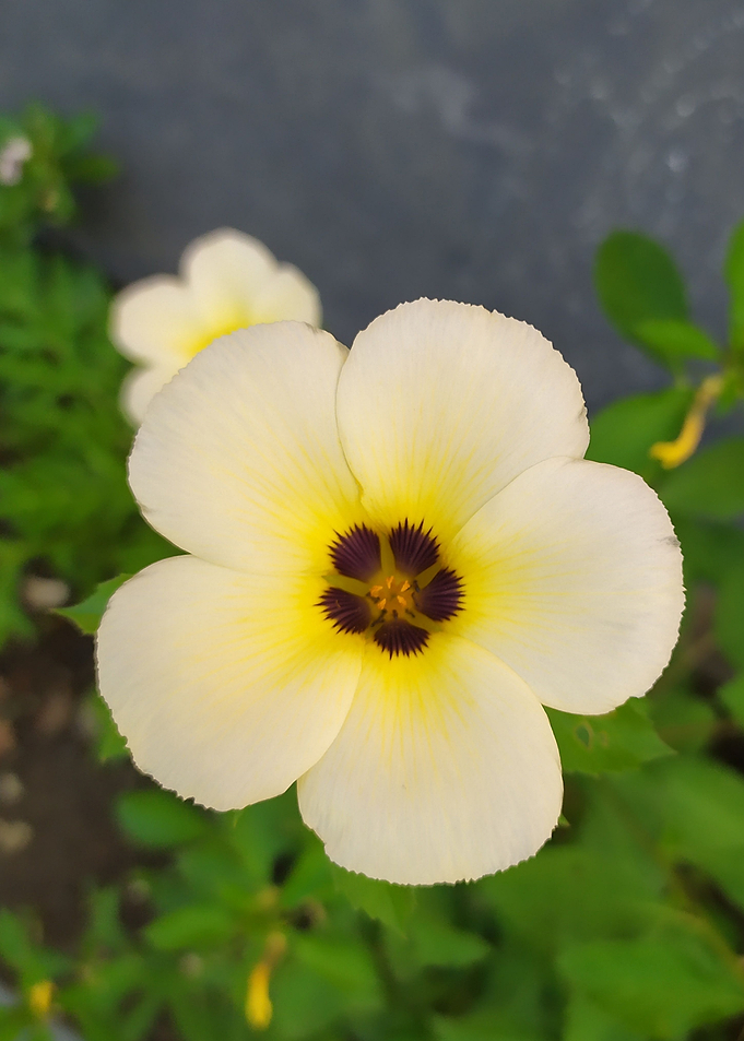 beautiful Flower