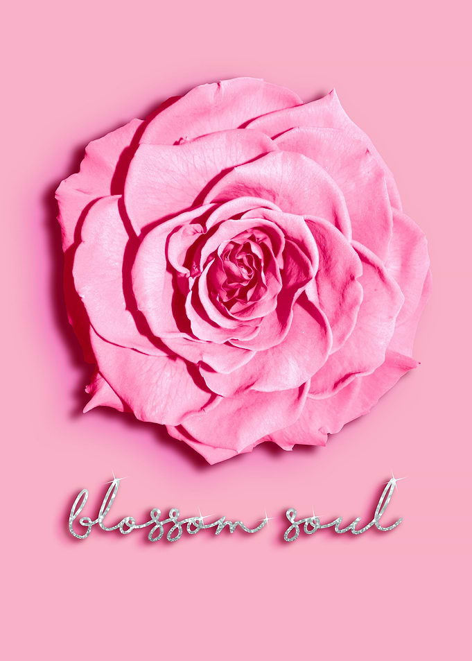 Pink rose