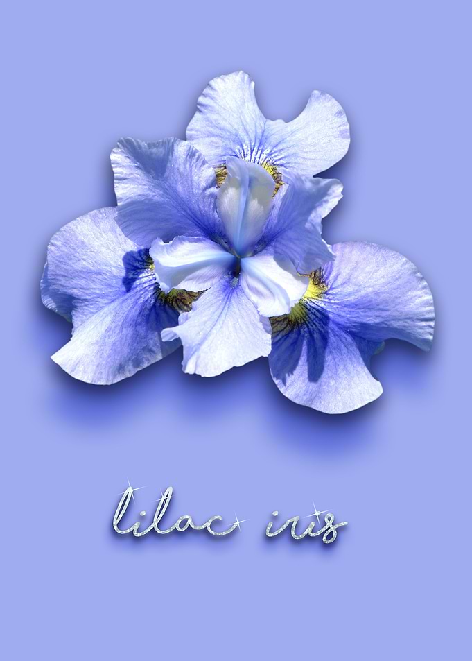 lilac Iris