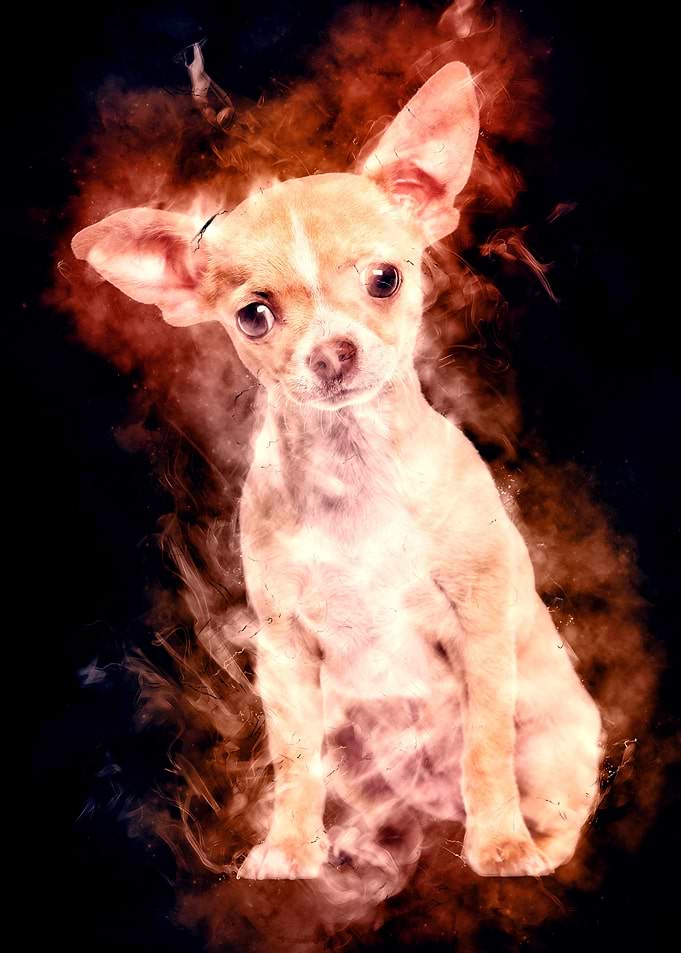 Chihuahua Dog Aura