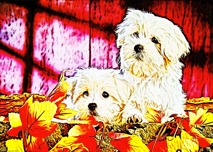 the two dogs