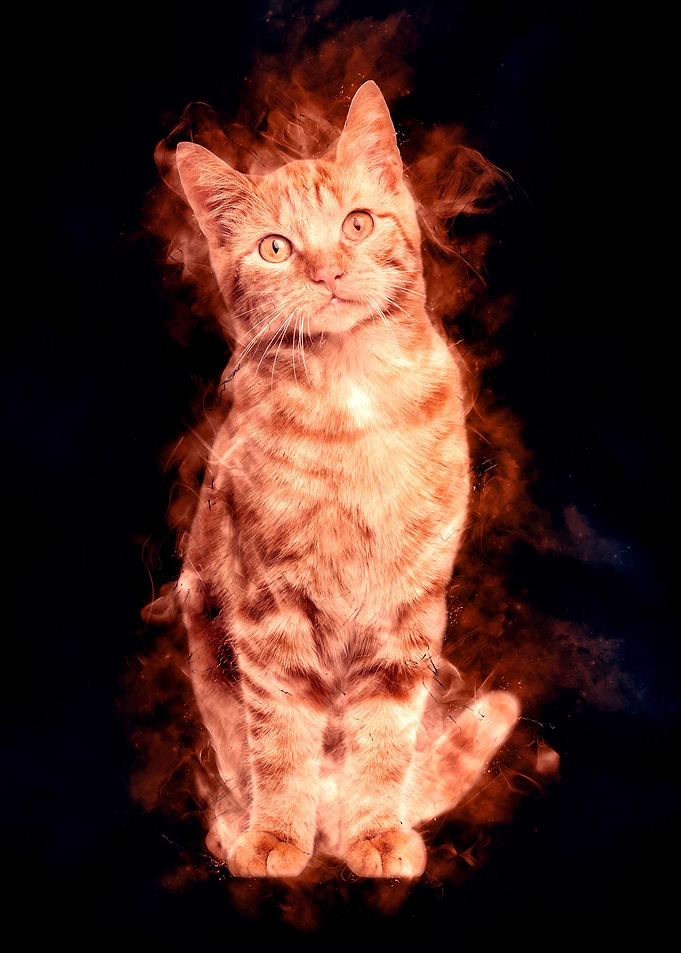 Domestic Cat Seven