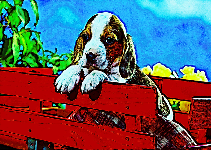 cute dog