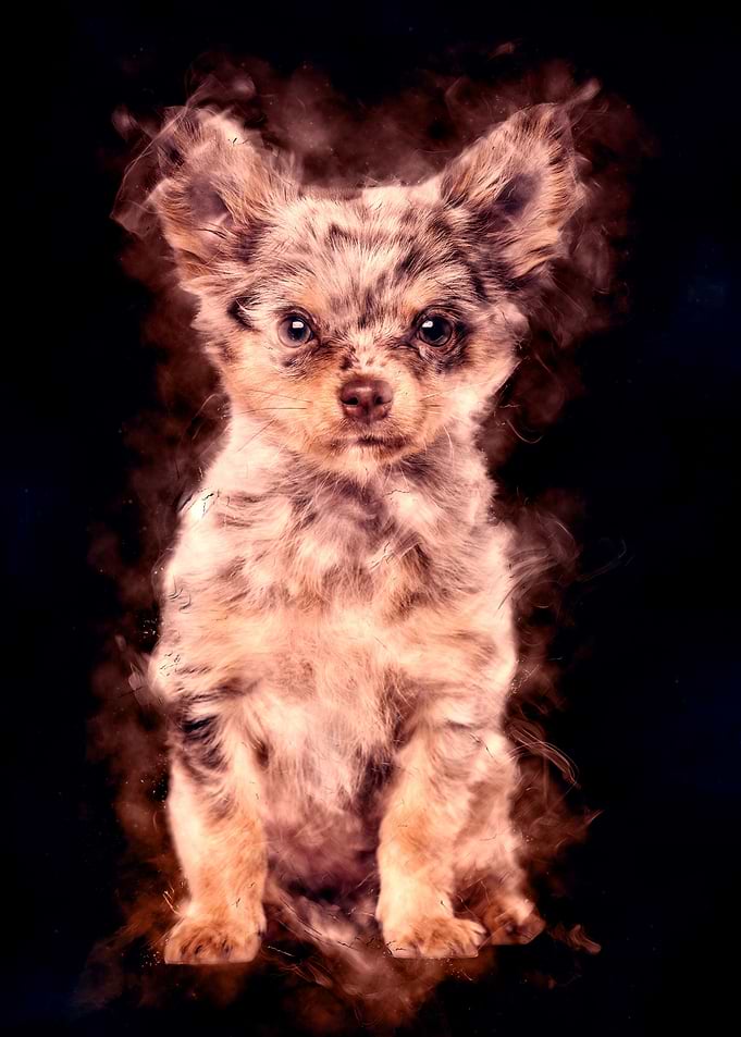Chihuahua Dog Aura