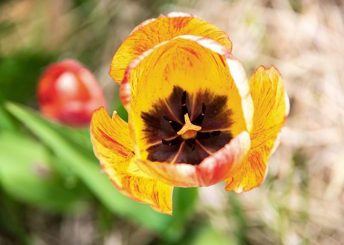 Glorious tulips in Spring