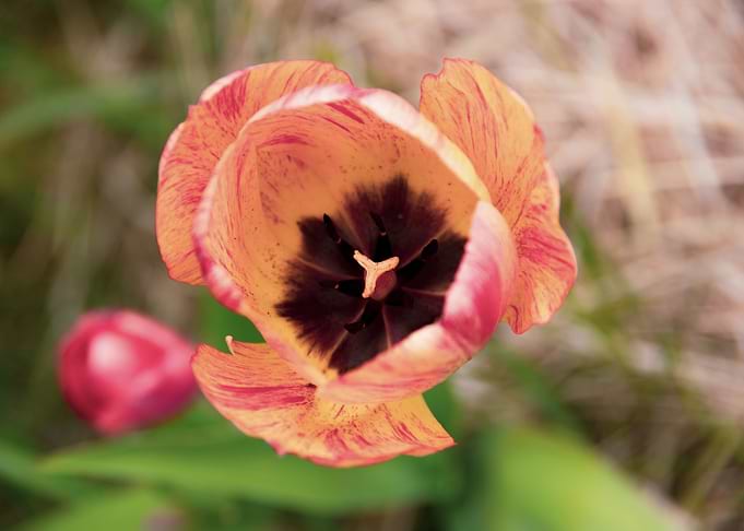 Glorious tulips in Spring