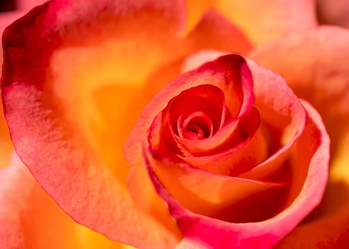 Pink Rose with Love