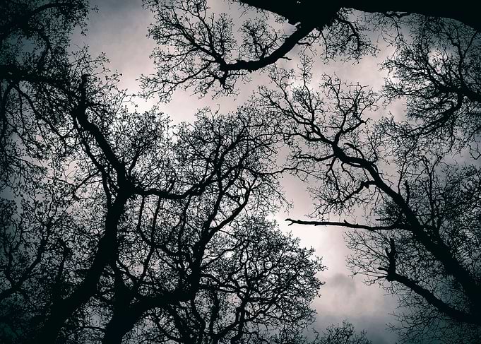 Canopy treetop