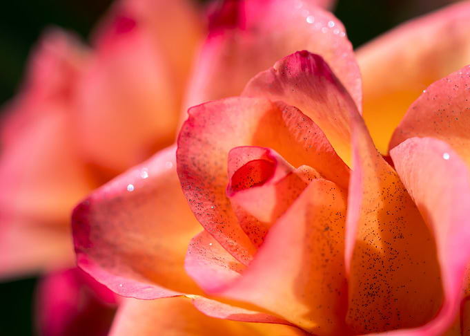 Pink Rose with Love