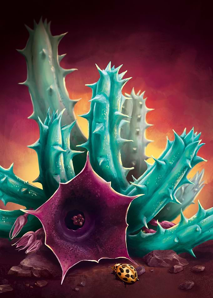 Succulent Huernia Carnosa