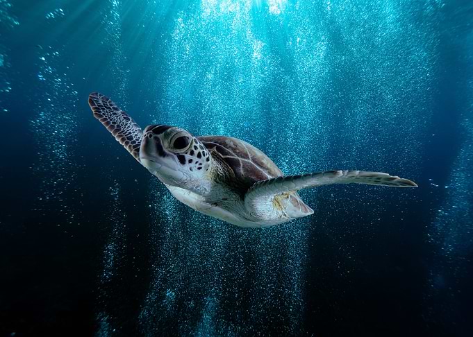 Brown Turtle