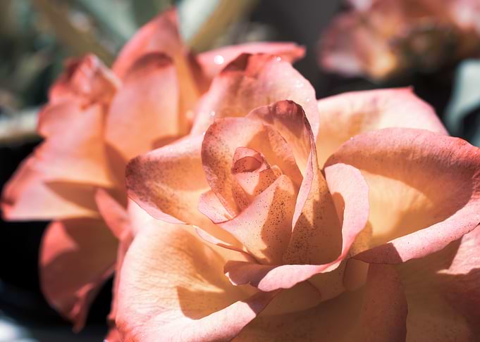 Pink Rose with Love