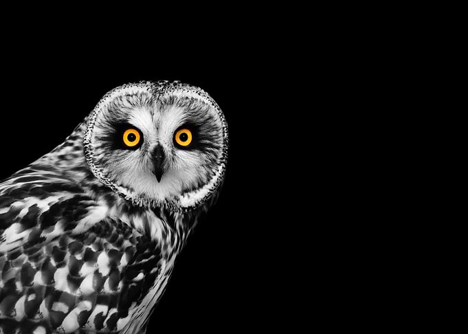 Short Eared Owl