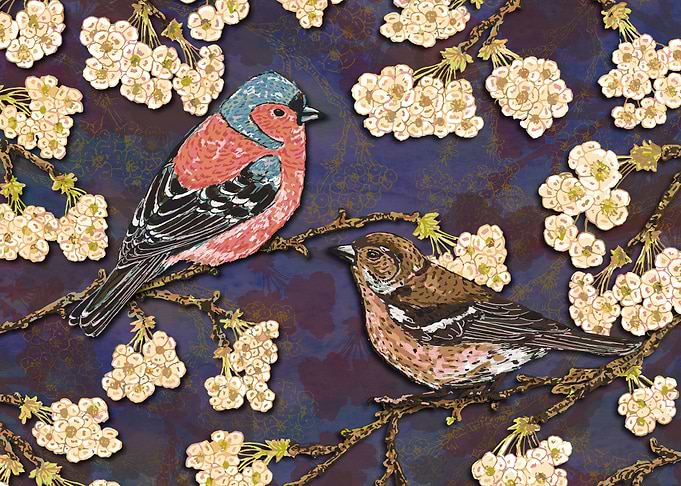 Chaffinches in Blossom