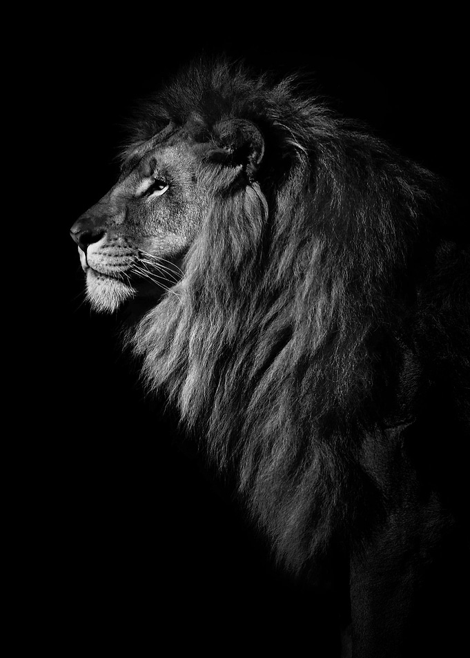 black lion poster