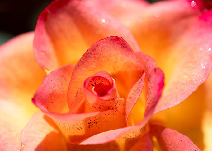Pink Rose with Love